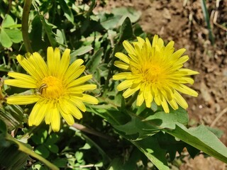 Common Dandelion, Leontodon tuberosus,Hawkbit or Taraxacum erythrospermum
