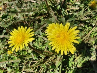 Common Dandelion, Leontodon tuberosus,Hawkbit or Taraxacum erythrospermum
