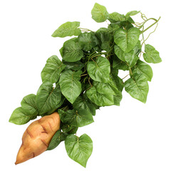Fresh Sweet Potato With Green Leaves and Vining Stems