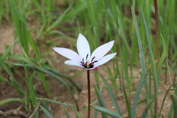 Obraz premium Lady tulip or the Tulipa clusiana flowers 