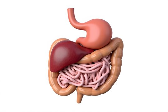 Isolated 3D Digestive System Showing Stomach and Intestines