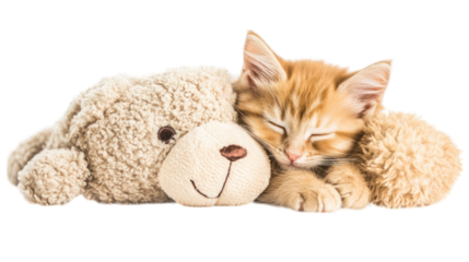 A kitten snuggling with a plush teddy bear on a transparent background