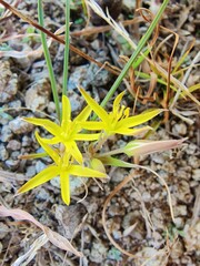 Gagea maxima, Yellow Star-Of-Bethlehem or Gagea lutea
