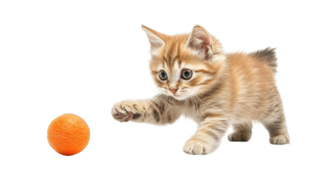 A playful kitten chasing a bouncing ball on a transparent background