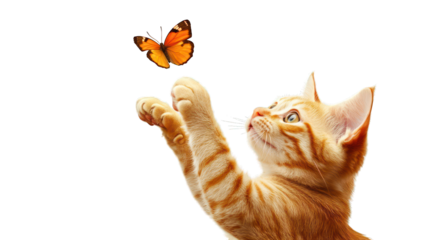 A playful orange tabby cat reaching for a butterfly on a transparent background