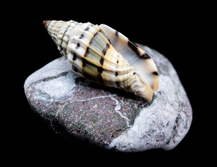 Vexillum Balteolatum Seashell on Textured Rock