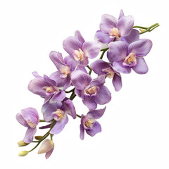 Obraz premium A cluster of delicate purple orchids showcasing intricate petals and vibrant colors.