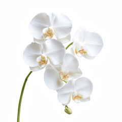 A cluster of elegant white orchids displaying delicate petals and intricate details, symbolizing beauty and grace.