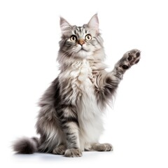 Obraz premium Mammal animal kitten pet.