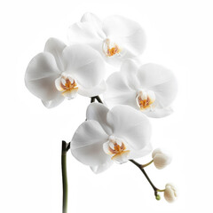 A delicate arrangement of white orchids featuring soft petals and striking golden centers, showcasing their natural elegance and beauty.