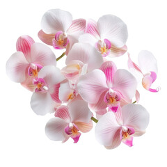 A cluster of delicate pink orchids showcasing intricate petals and vibrant patterns.
