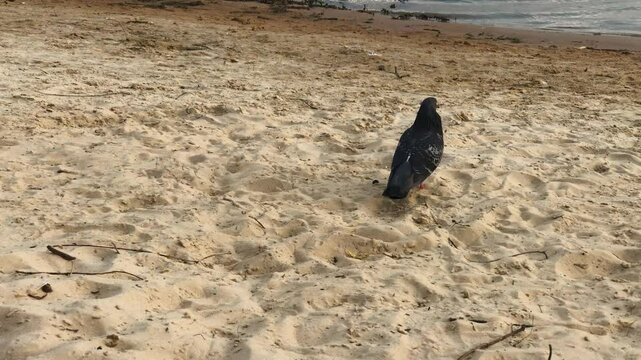 A dove pecks seeds on the sand near the river