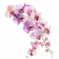 Fototapeta premium A vibrant arrangement of orchids in shades of pink and purple, showcasing delicate petals and intricate details.