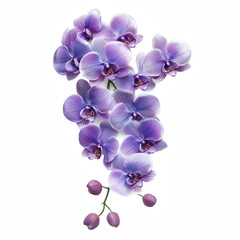 A cluster of vibrant purple orchids with intricate petals and delicate buds, showcasing their natural beauty and elegance.