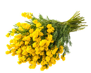 Beautiful Yellow Mimosa Flowers Transparent Background for Floral Designs