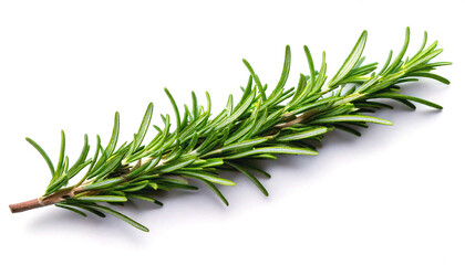 Fototapeta premium a twig of rosemary isolated on white background
