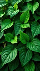 Lush green foliage with various shapes and sizes creating a vibrant plant background,  background,  outdoor