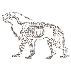 tiger vector illustration with full body skeleton shape