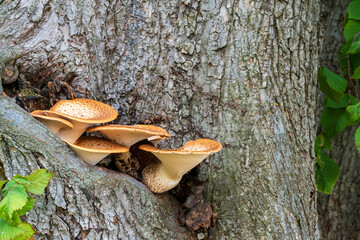 A tinder fungus growing on tree bark in a natural environment. Selective focus. © Olga Gubskaya