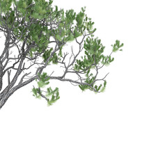 Free PNG 3d illustration of Pinus_pinea isolated transparent background perfectly cutout high resolution
