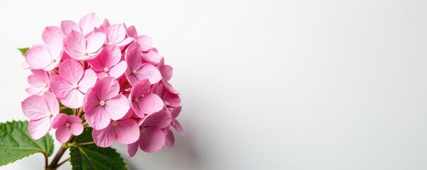 Obraz premium Pink hydrangea flowers in full bloom against a clean white background, romantic, vibrant