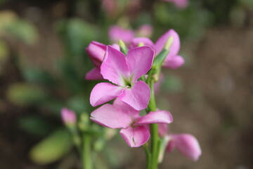 Fototapeta premium Hoary stock, Matthiola incana or Matthiola longipetala 