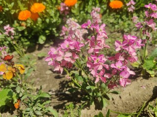 Hoary stock, Matthiola incana or Matthiola longipetala
