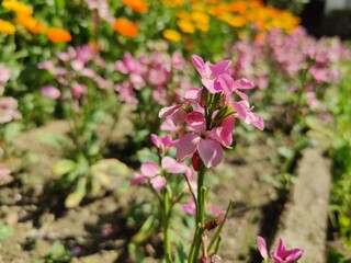 Hoary stock, Matthiola incana or Matthiola longipetala
