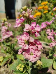 Hoary stock, Matthiola incana or Matthiola longipetala
