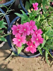 Verbenaceae or the Garden verbena
