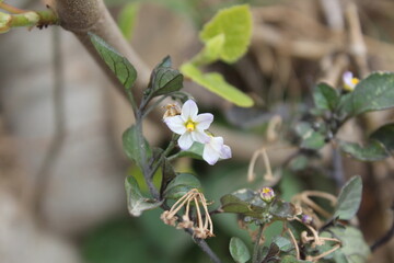 Solanum nigrum or Black nightshade
