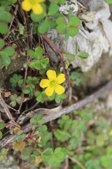 Creeping woodsorrel, Oxalis corniculata or Oxalis exilis
