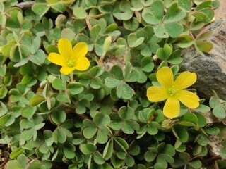 Creeping woodsorrel, Oxalis corniculata or Oxalis exilis