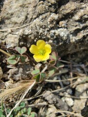 Creeping woodsorrel, Oxalis corniculata or Oxalis exilis

