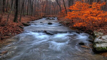 A beautiful stream flowing through a vibrant autumnal woodland setting