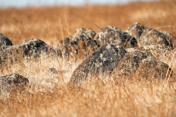 Rocks in golden grass.