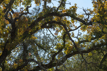 Autumn leaves against blue sky.