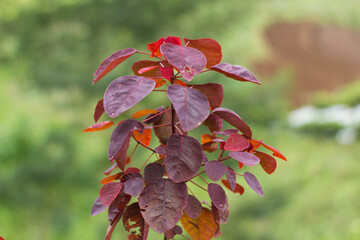 A tree with purple leaves is in a green field