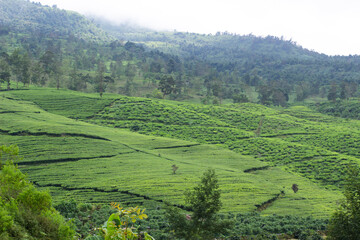 Obraz premium A lush green hillside with a few trees and a few people walking around