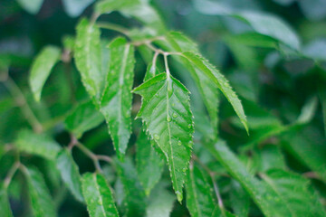 A leafy green plant with droplets of water on it
