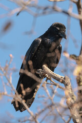 Raven perched on branch.