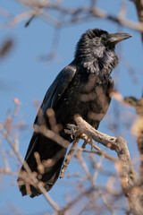 Crow perched on bare branch.