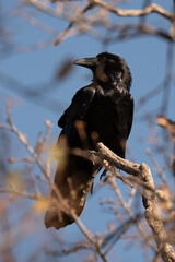 Crow perched on branch.