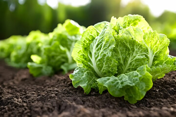 Lush green lettuce heads thrive in a rich, dark soil, bathed in sunlight.  Healthy, vibrant leaves suggest optimal growing conditions.  A bountiful harvest is near