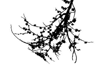 Natural spring elm branch with leaves on white background