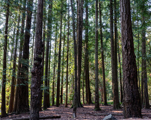 dense forest with tall trees and lush green undergrowth in a misty atmosphere suggesting a serene and tranquil environment.