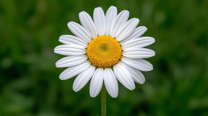 Obraz premium Closeup View Of A White Flower With Yellow Center Against A Green Background