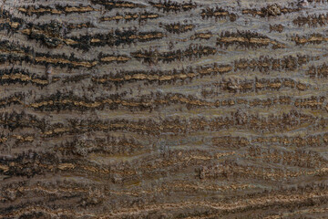 bark of a tree close up