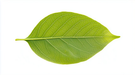Obraz premium Lush Leaf's Elegance: A vibrant, single green leaf displays its intricate veins and delicate structure, a testament to nature's artistry and the essence of growth.