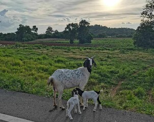 Fototapeta premium Goat in the mountains